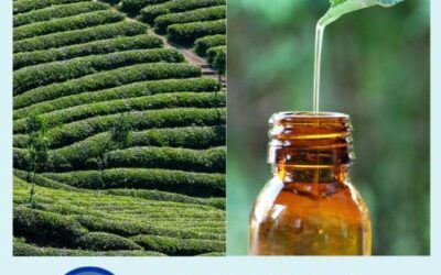 ¿Sabías qué… el aceite de árbol de té se puede usar en cosmética?